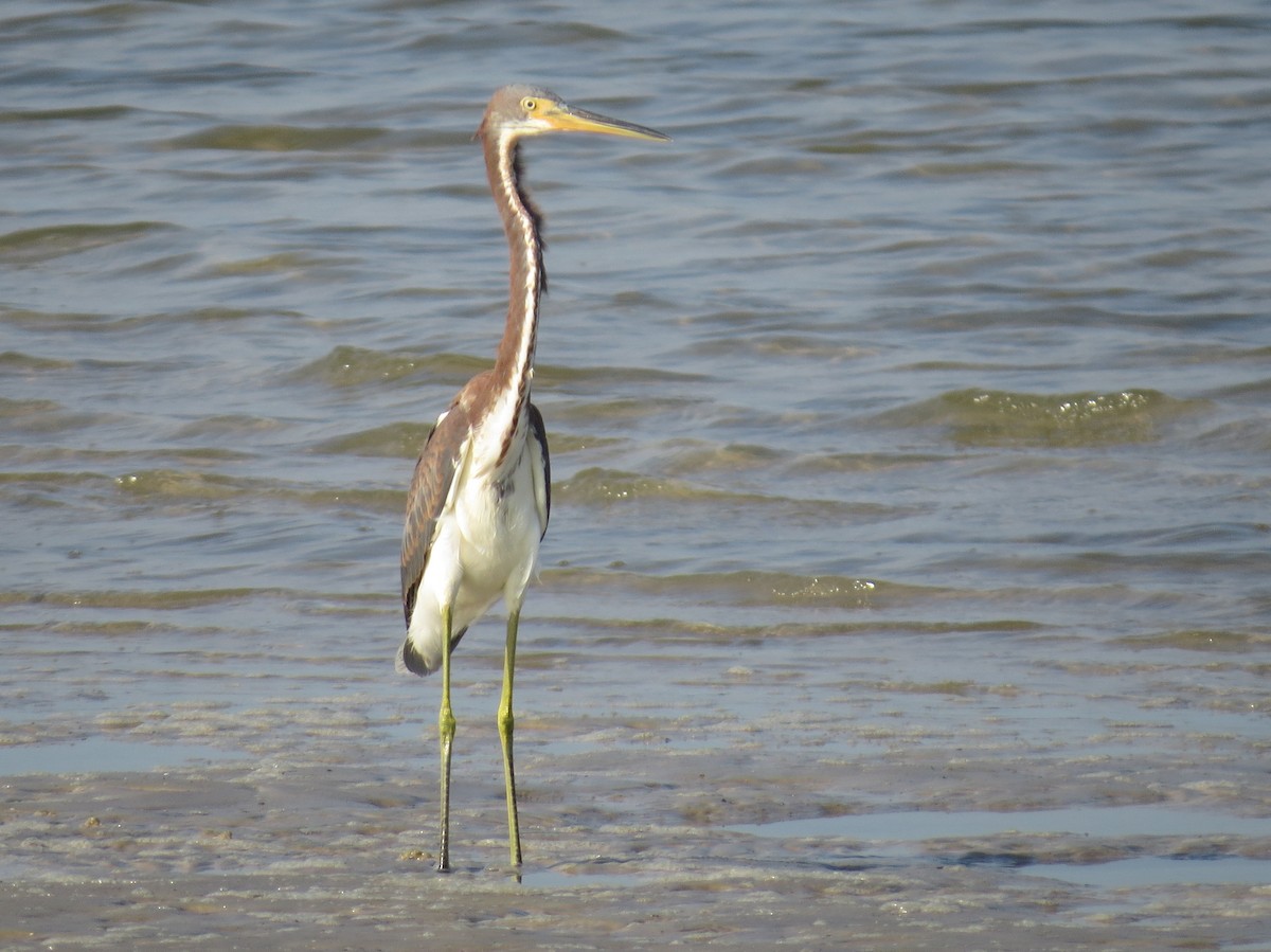 Tricolored Heron - ML622184041