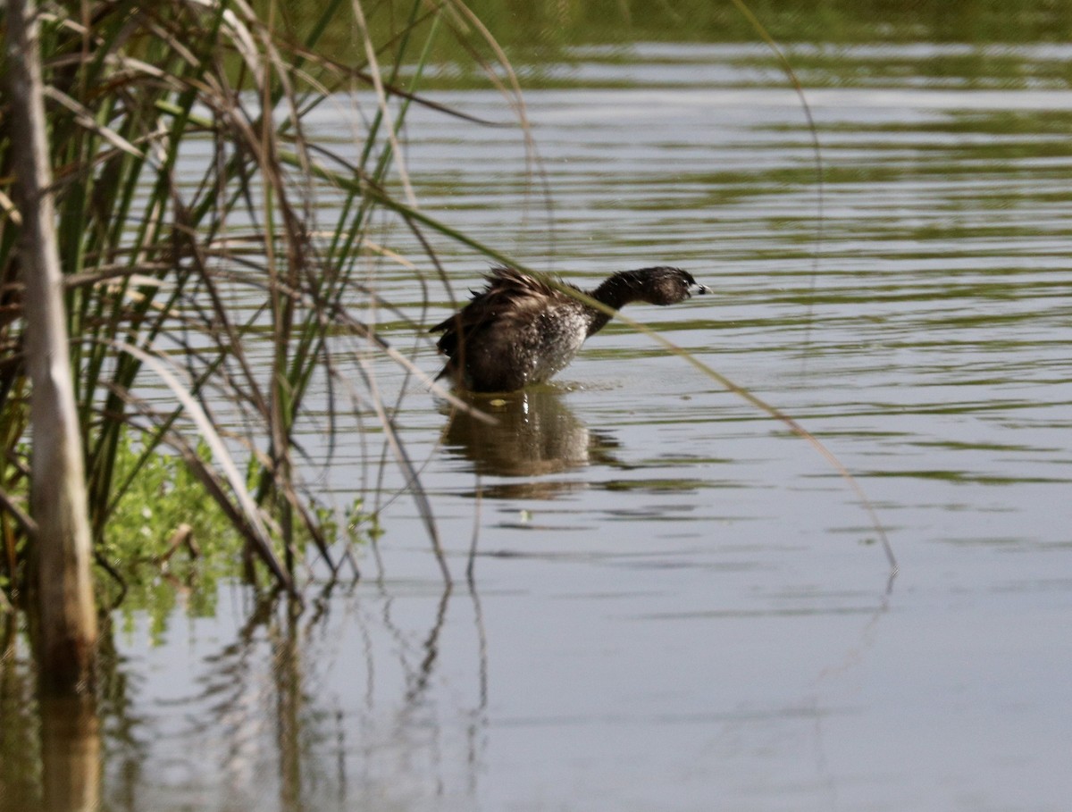 Pied-billed Grebe - ML622184043