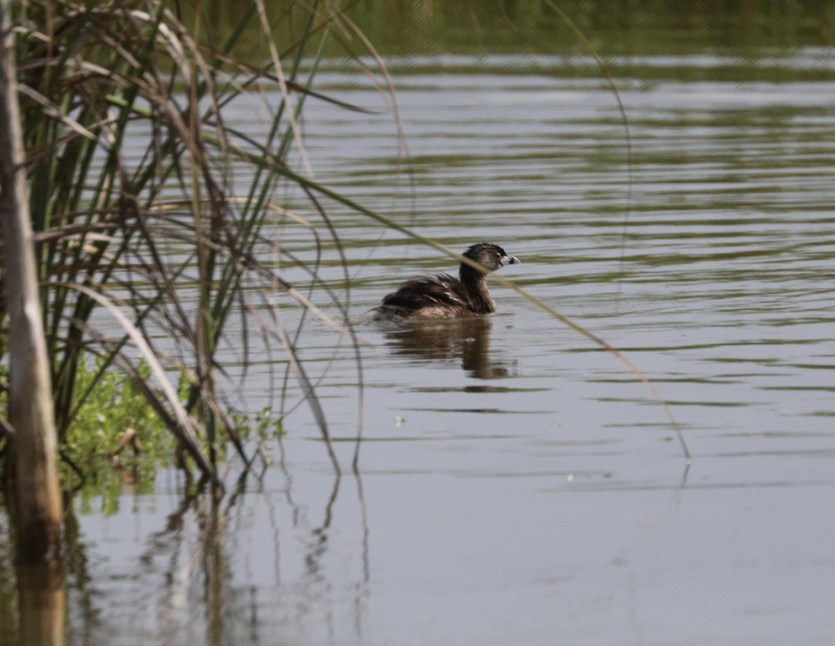 Pied-billed Grebe - ML622184067