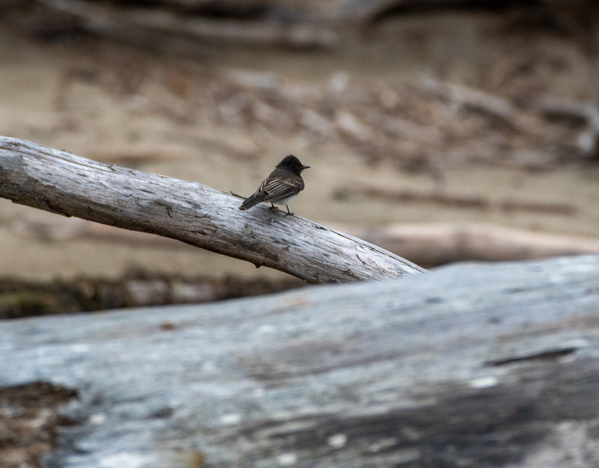 Чёрный фиби - ML622184103