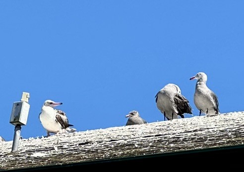 Red-footed Booby - ML622184124