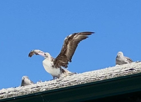 Red-footed Booby - ML622184125