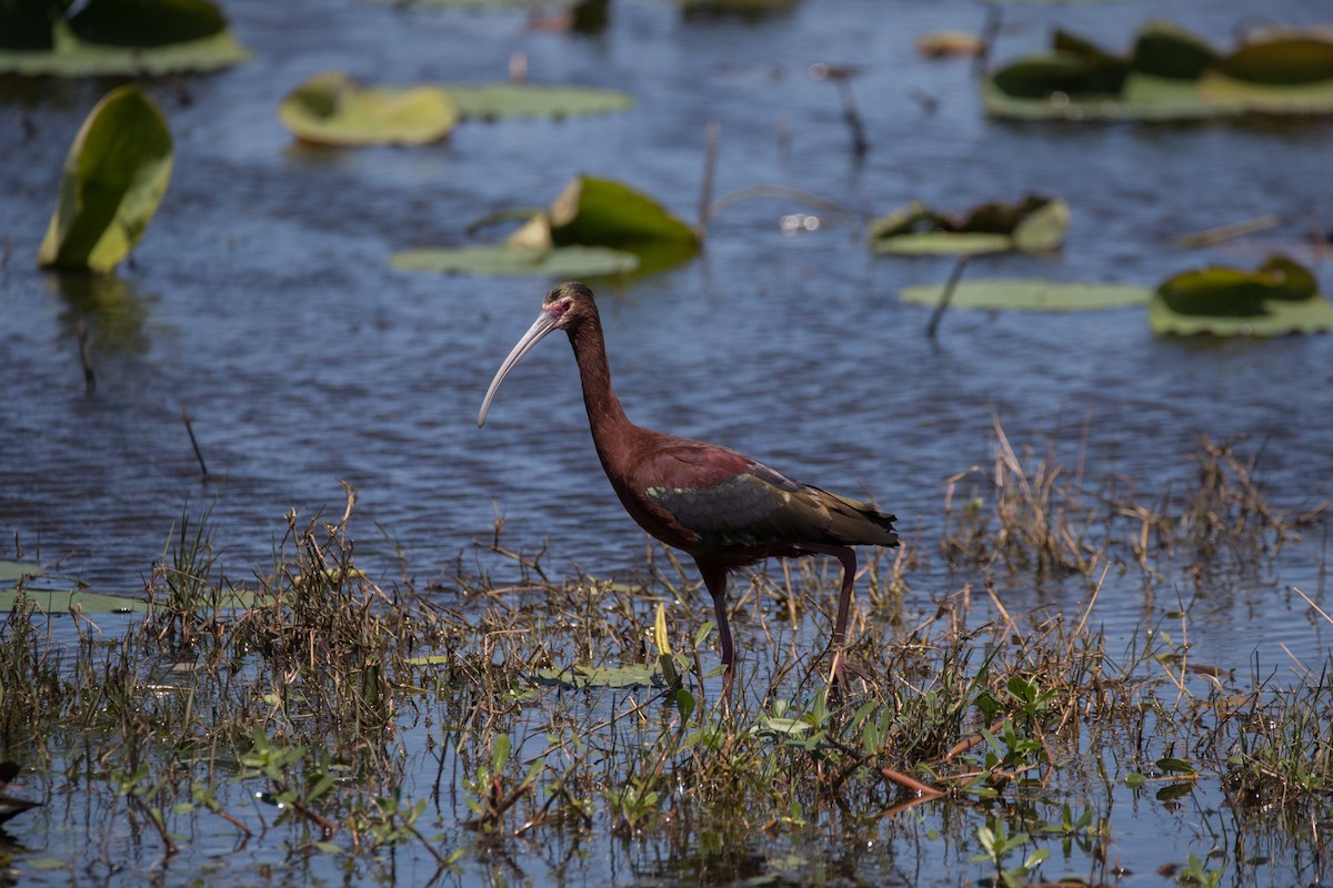 White-faced Ibis - ML622184173