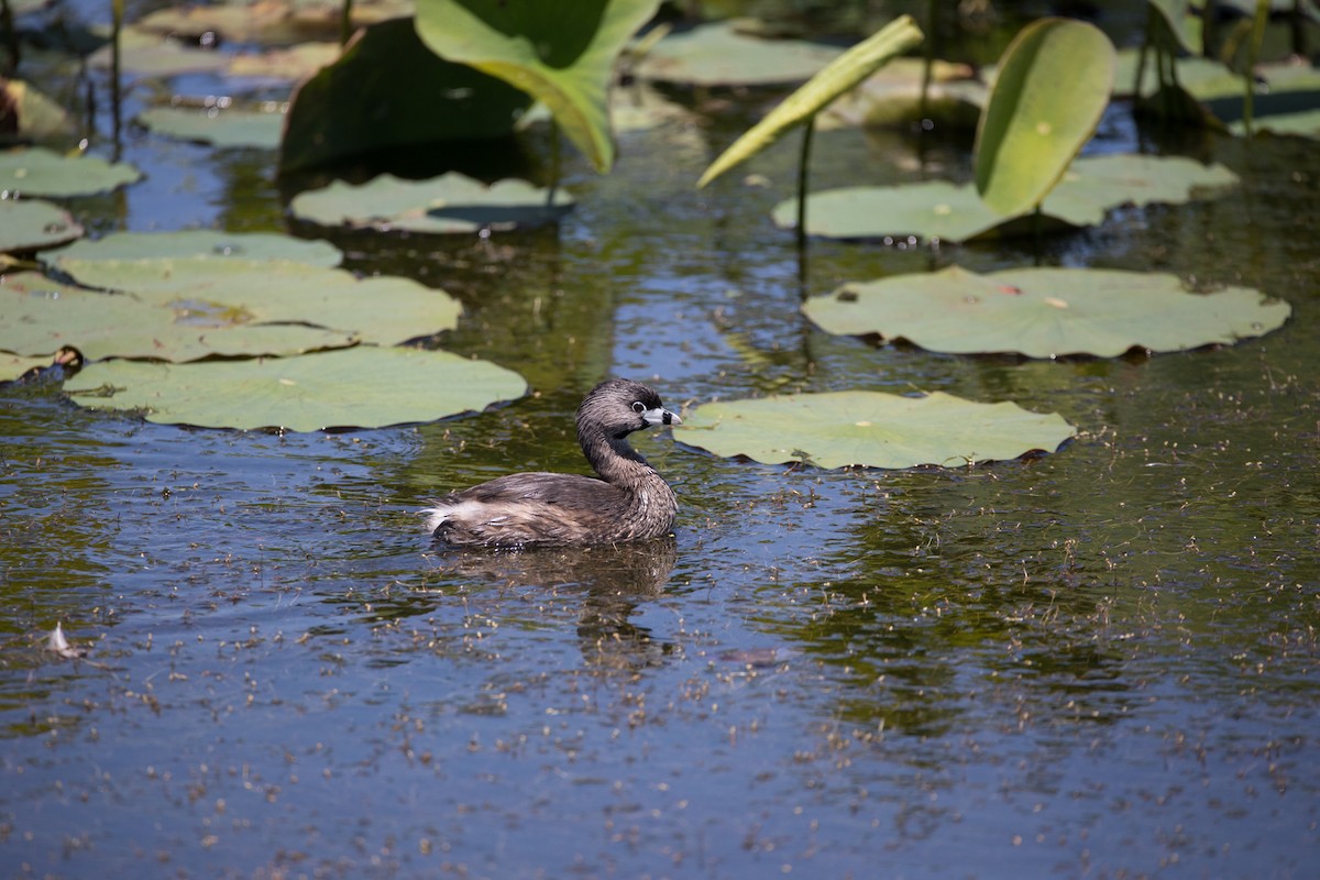 Pied-billed Grebe - ML622184202