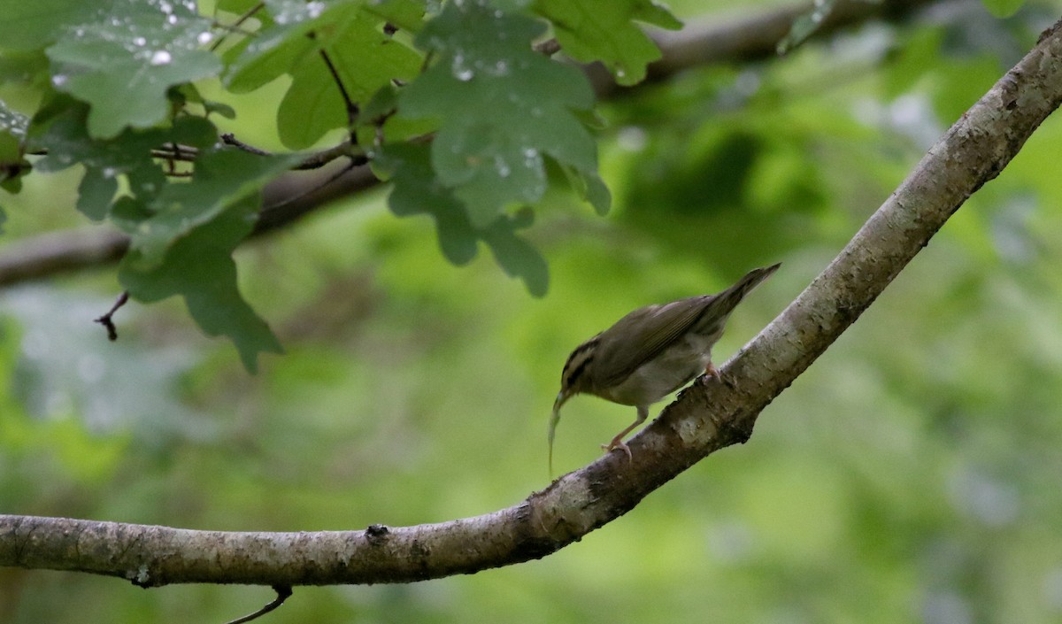 Worm-eating Warbler - ML62218421