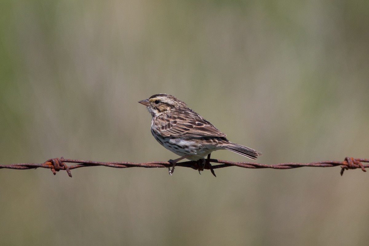 Savannah Sparrow - ML622184246