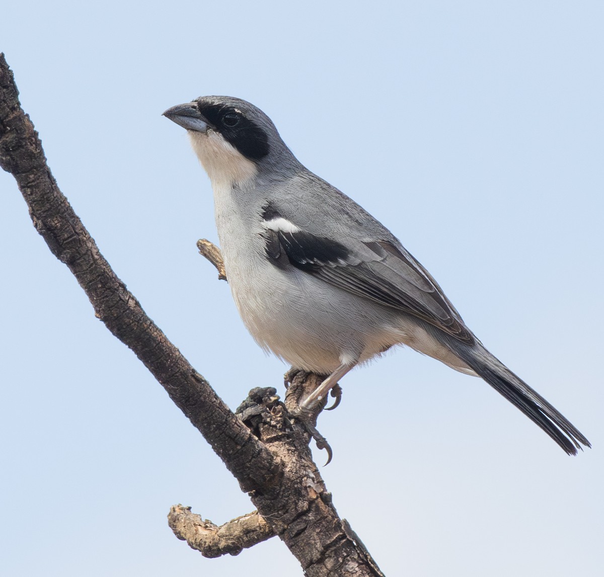 White-banded Tanager - ML622184325