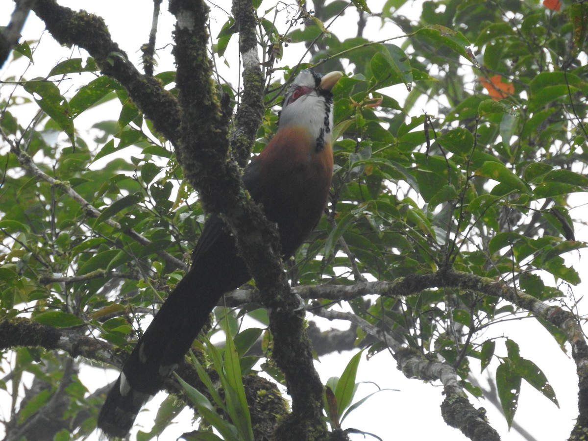 Scale-feathered Malkoha - ML622184362