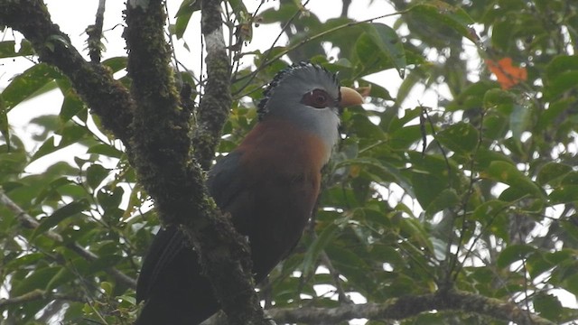 Scale-feathered Malkoha - ML622184374