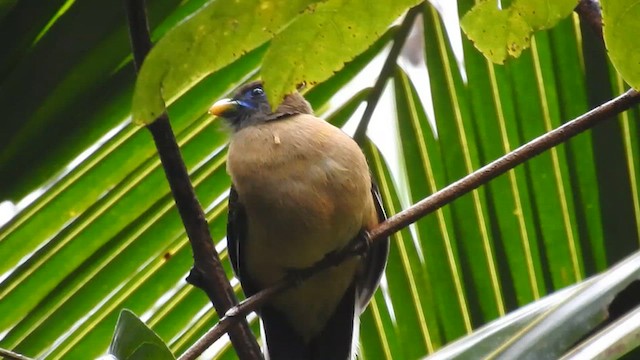 Philippine Trogon - ML622184436