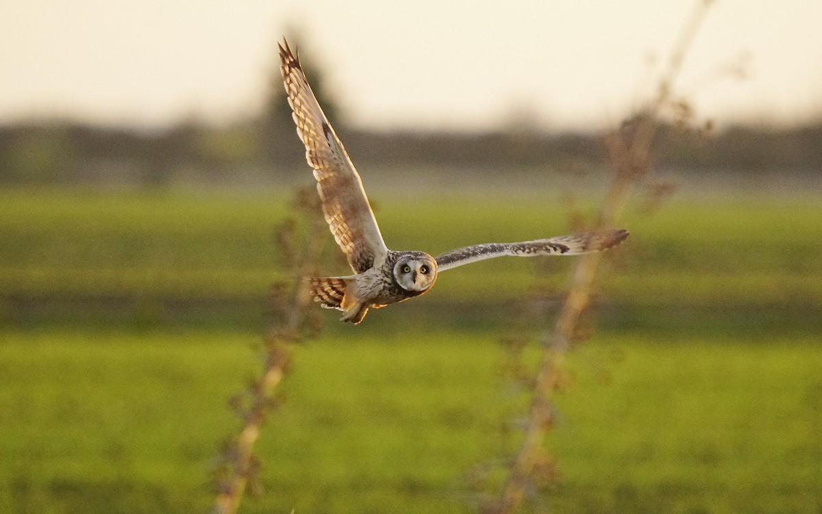 Short-eared Owl - ML622184442