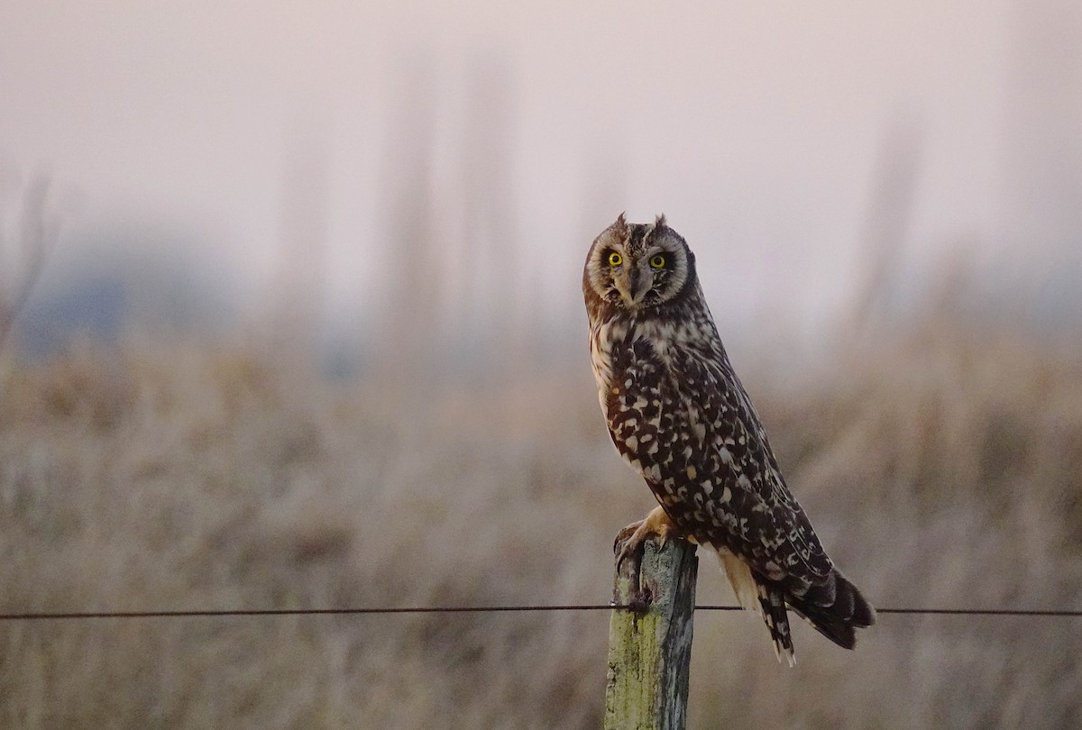 Short-eared Owl - ML622184445