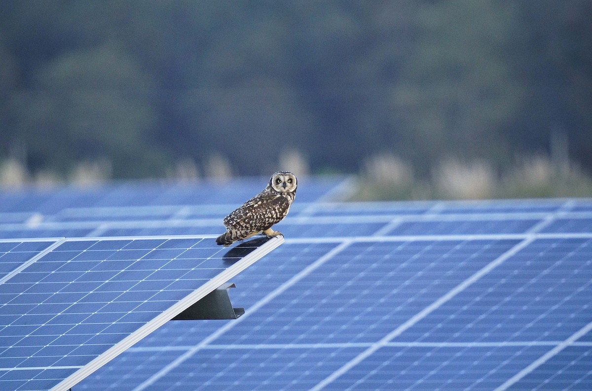 Short-eared Owl - ML622184455