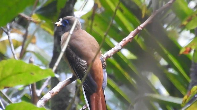 Philippine Trogon - ML622184458