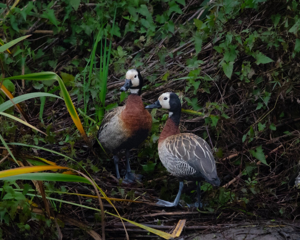 White-faced Whistling-Duck - ML622184544