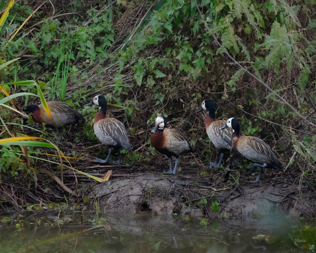 White-faced Whistling-Duck - Manuel Pinochet Rojas