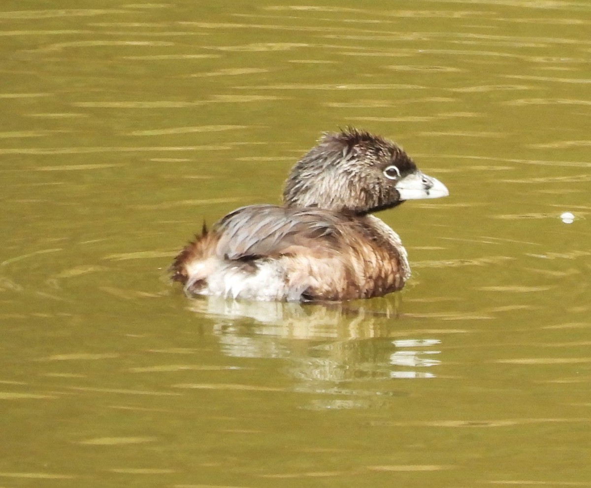 Pied-billed Grebe - ML622184557