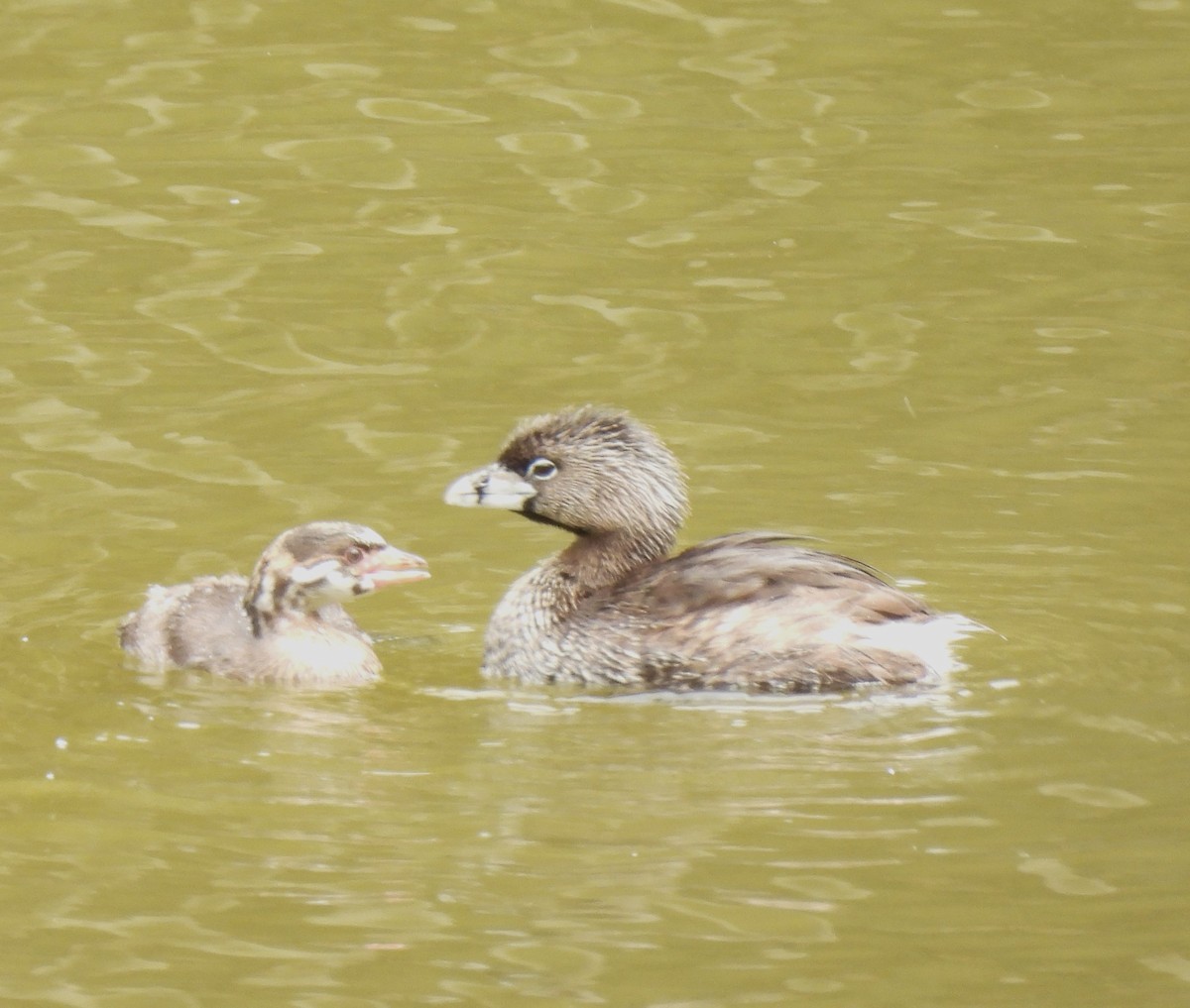 Pied-billed Grebe - ML622184572