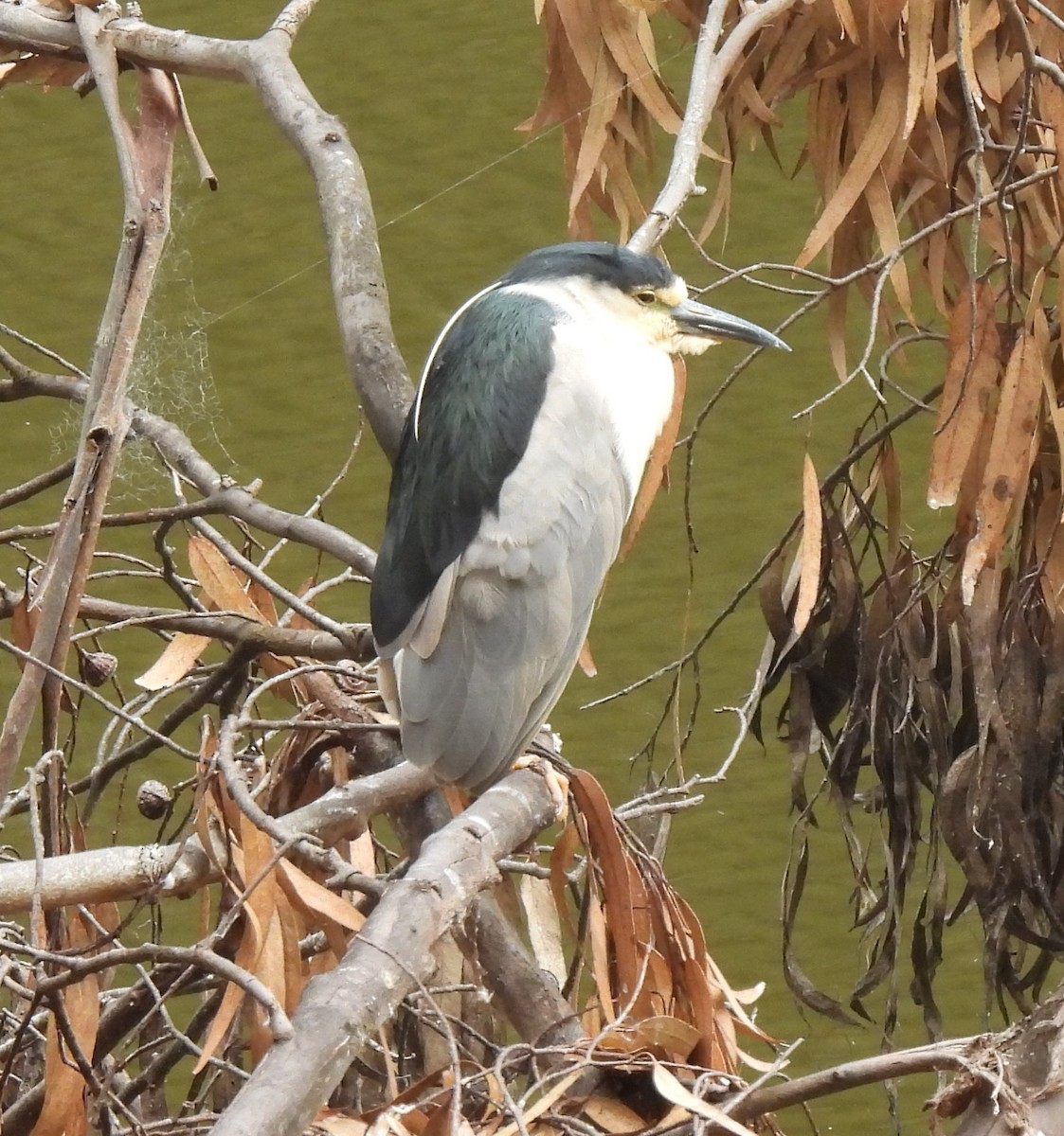 Black-crowned Night Heron - ML622184580