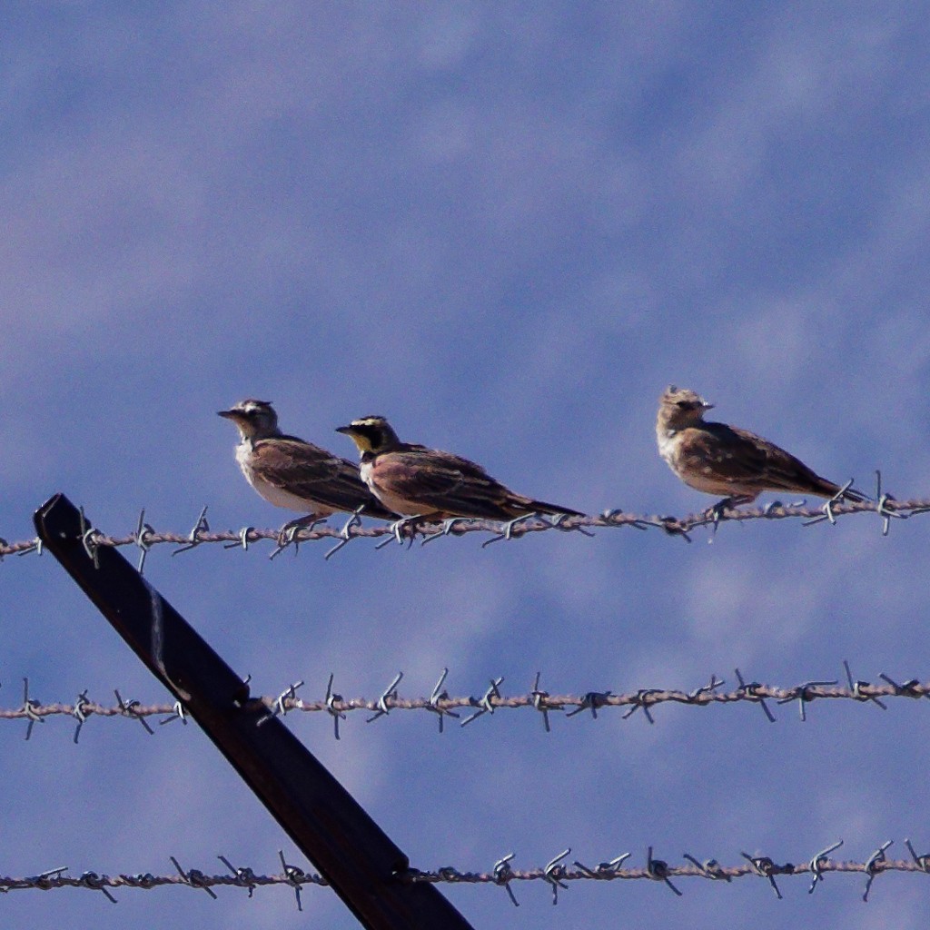 Horned Lark - ML622184593