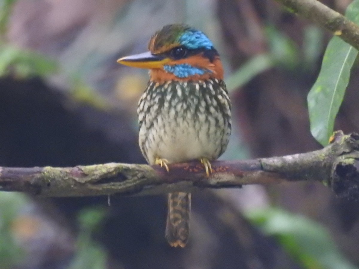 Spotted Kingfisher - ML622184643