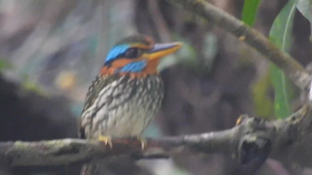 Spotted Kingfisher - ML622184654