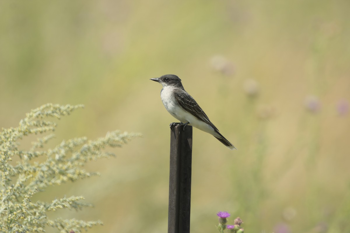 Eastern Kingbird - ML622184677