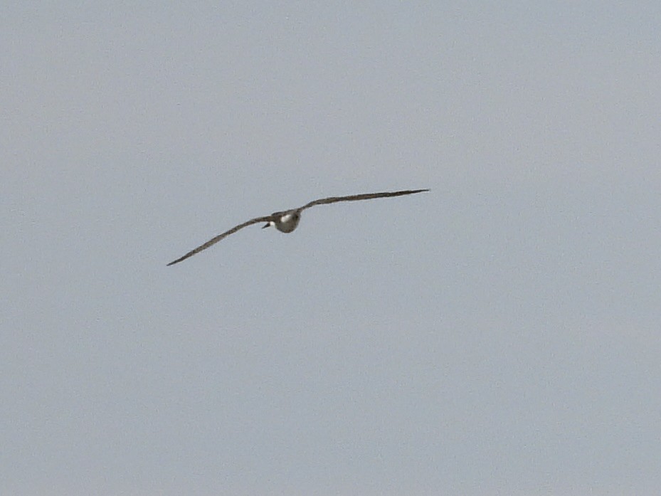 Bridled Tern - ML622184723