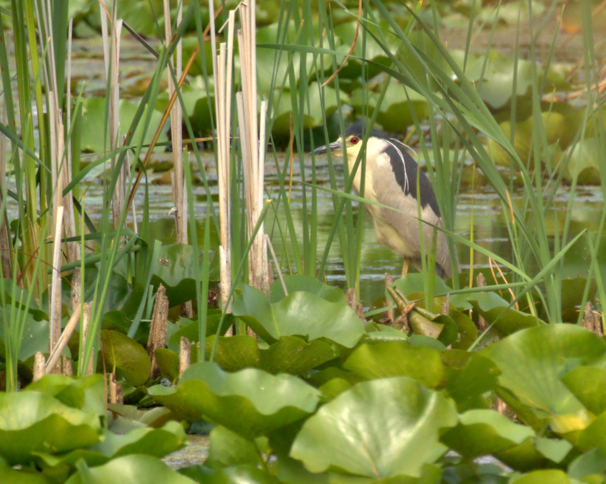 Black-crowned Night Heron - ML622184788