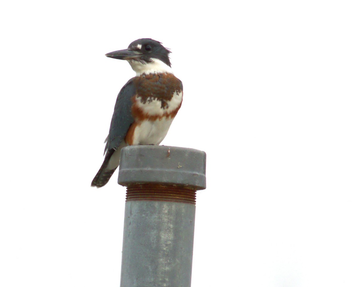 Belted Kingfisher - ML622184797