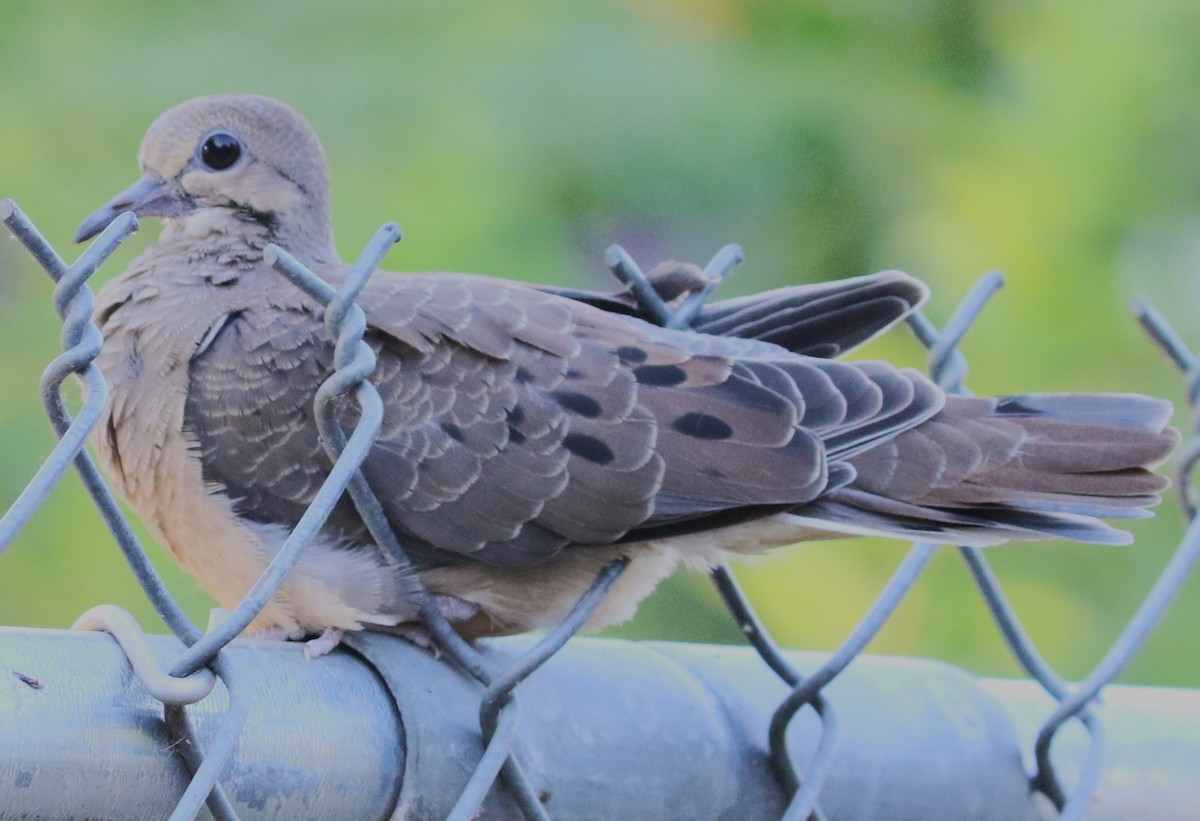 Mourning Dove - ML622184800