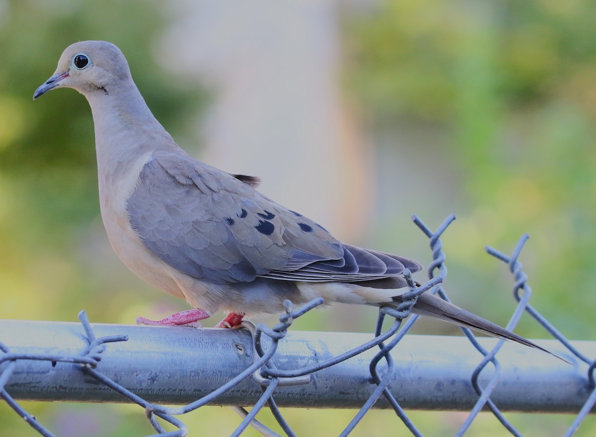 Mourning Dove - ML622184801