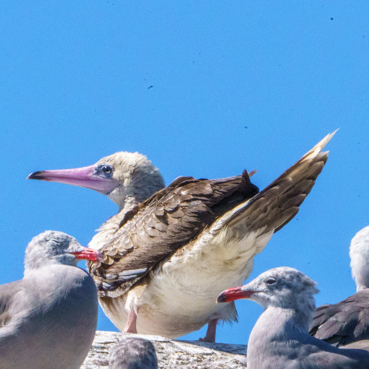 Red-footed Booby - ML622184809