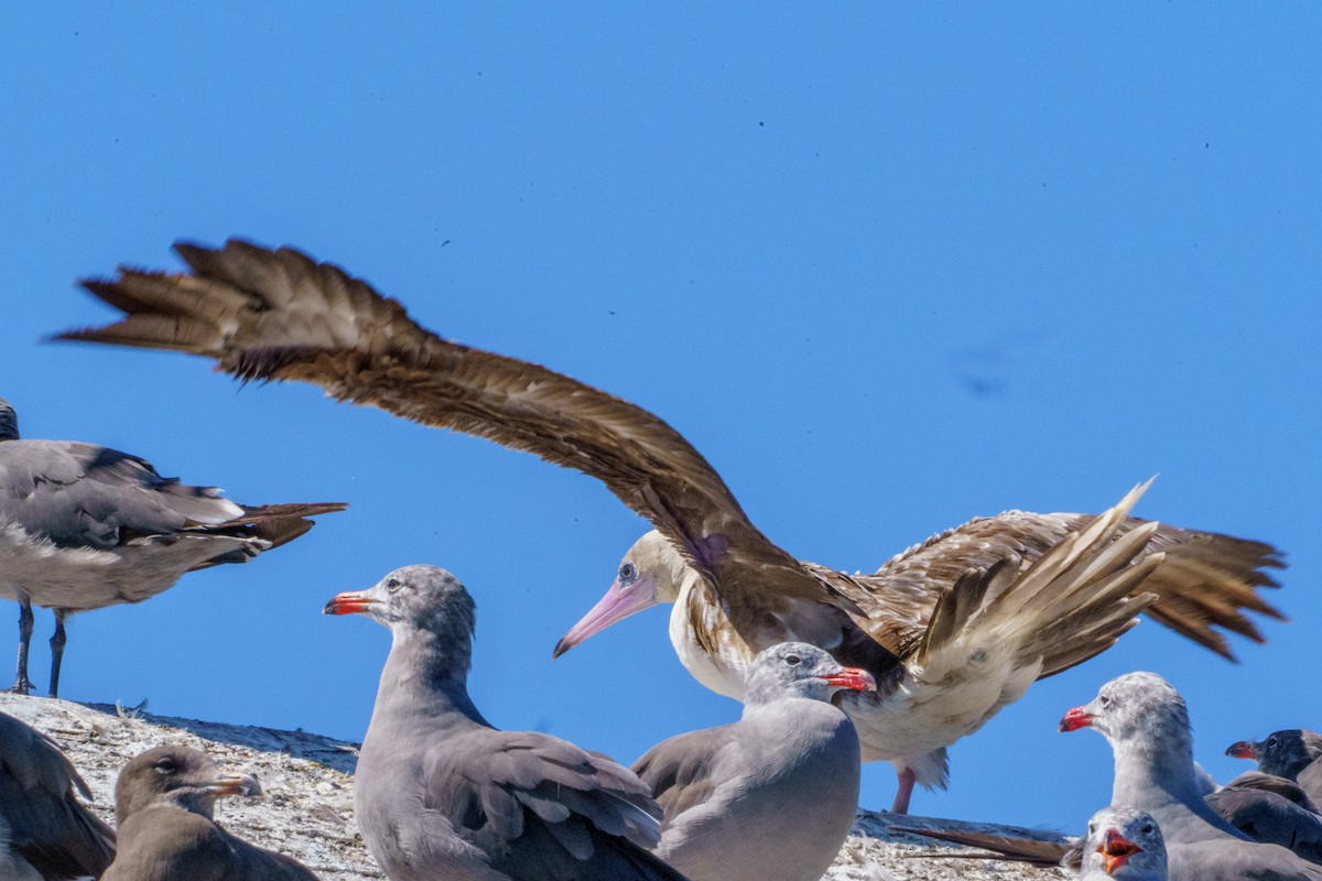 Red-footed Booby - ML622184810