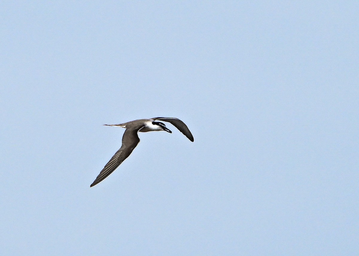 Bridled Tern - ML622184819