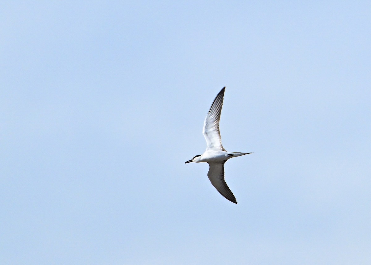 Bridled Tern - ML622184820