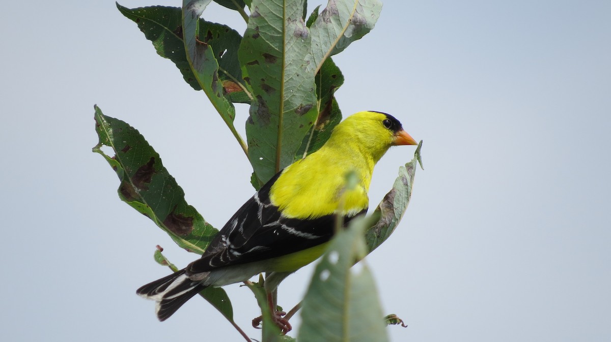 American Goldfinch - ML622184829