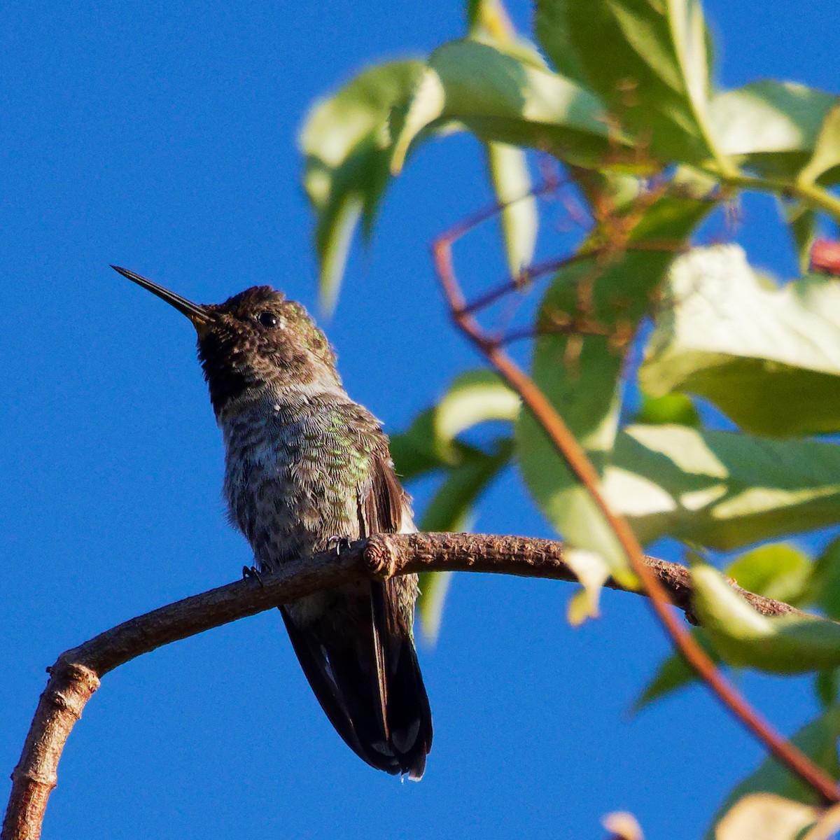 Anna's Hummingbird - ML622184854