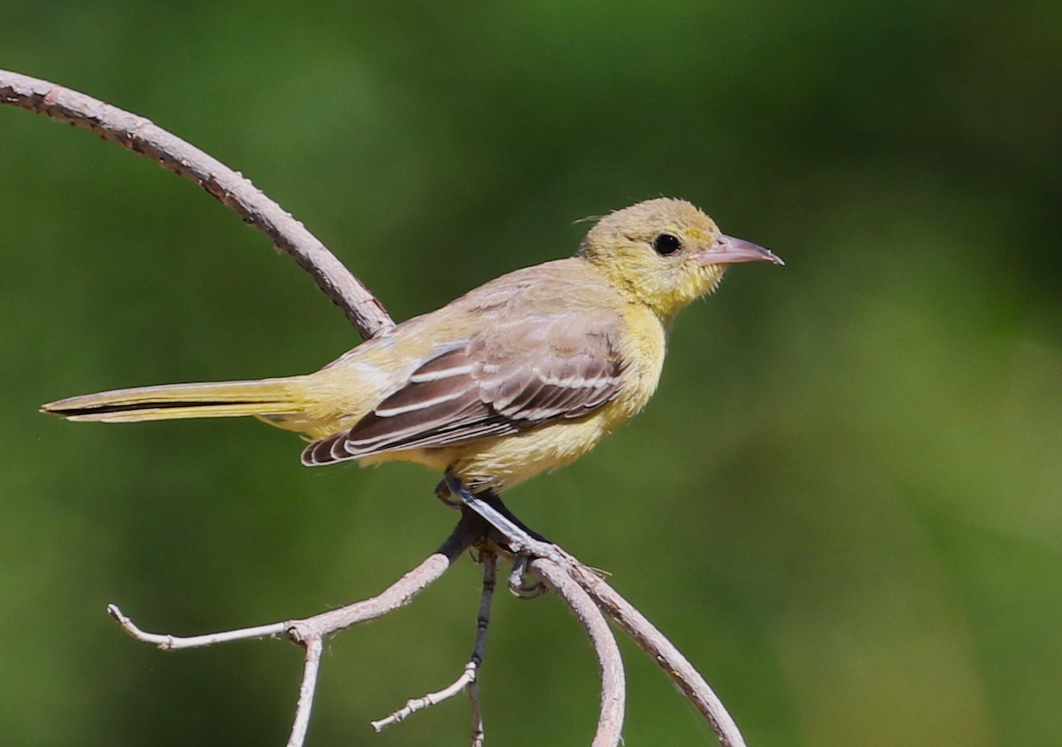 Hooded Oriole - ML622184861