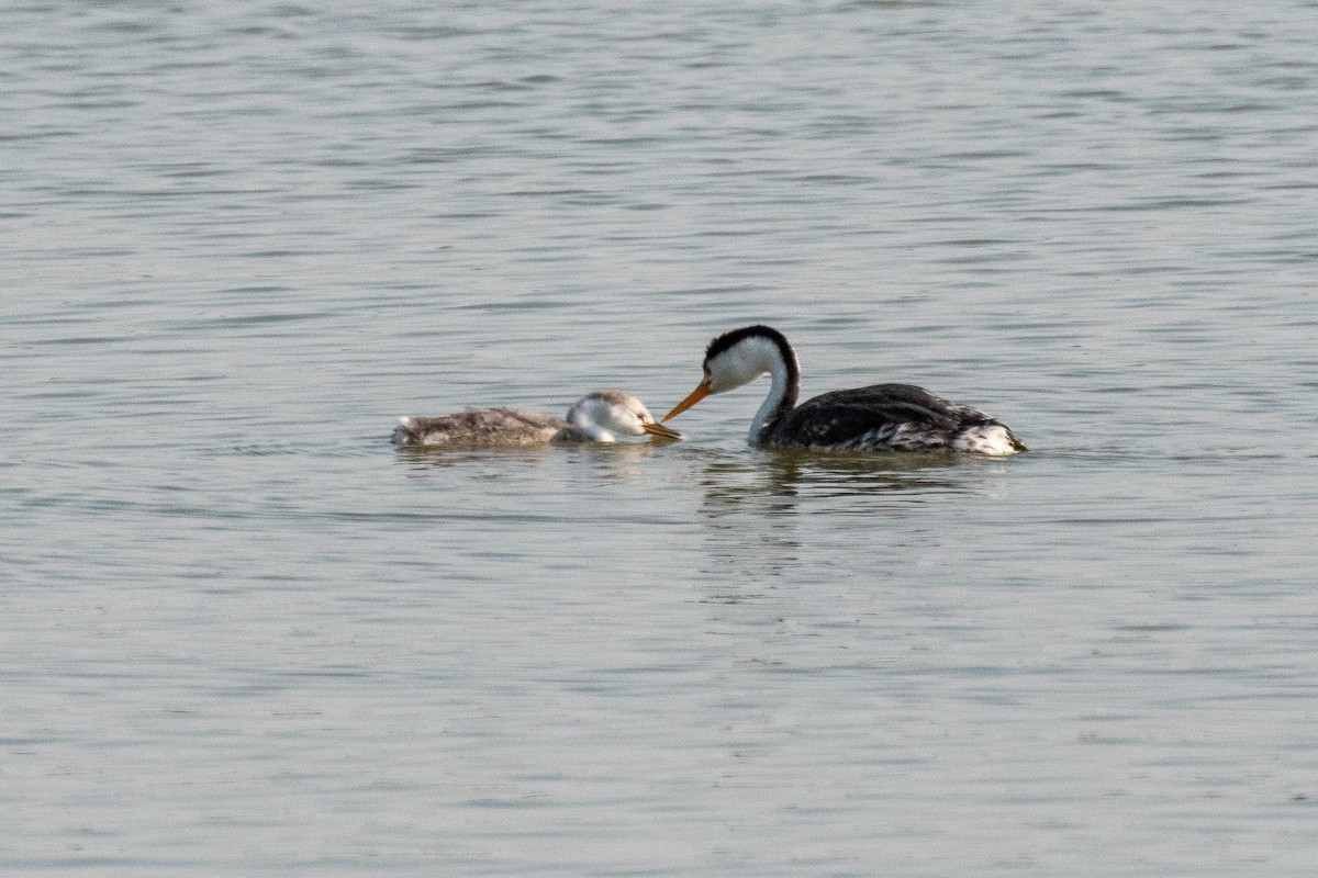 Clark's Grebe - ML622184863