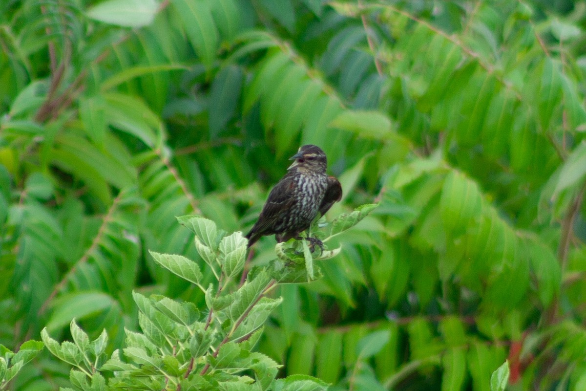 Red-winged Blackbird - ML622184864