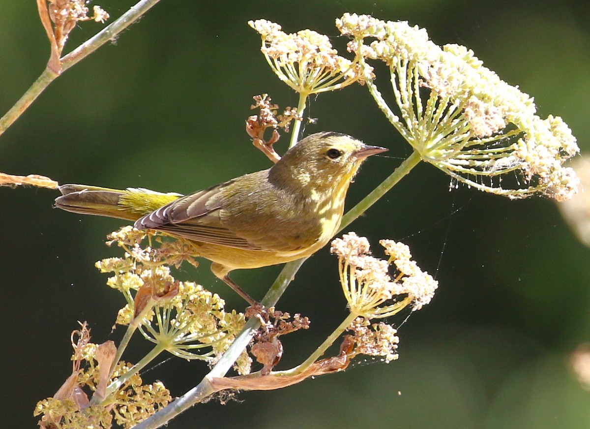 Orange-crowned Warbler - ML622184866