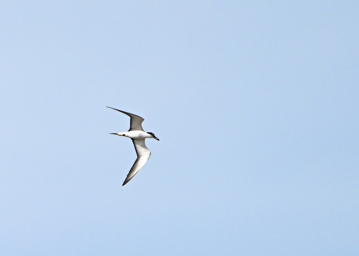 Bridled Tern - ML622184867