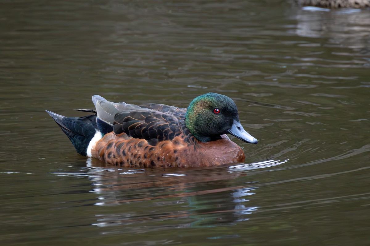 Chestnut Teal - ML622184868