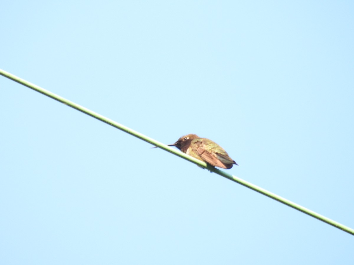 Black-chinned Hummingbird - ML622184869