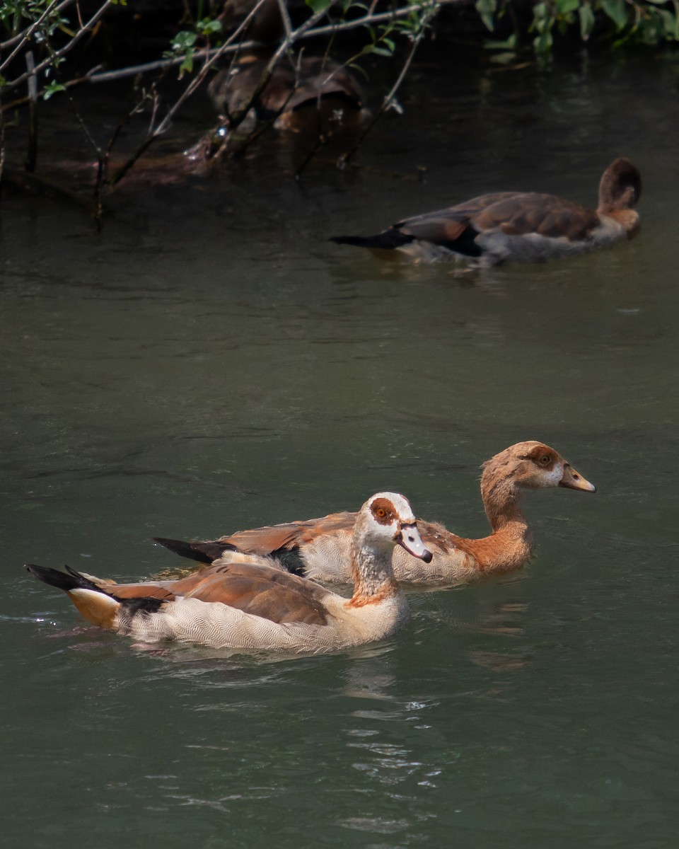 Egyptian Goose - ML622184870