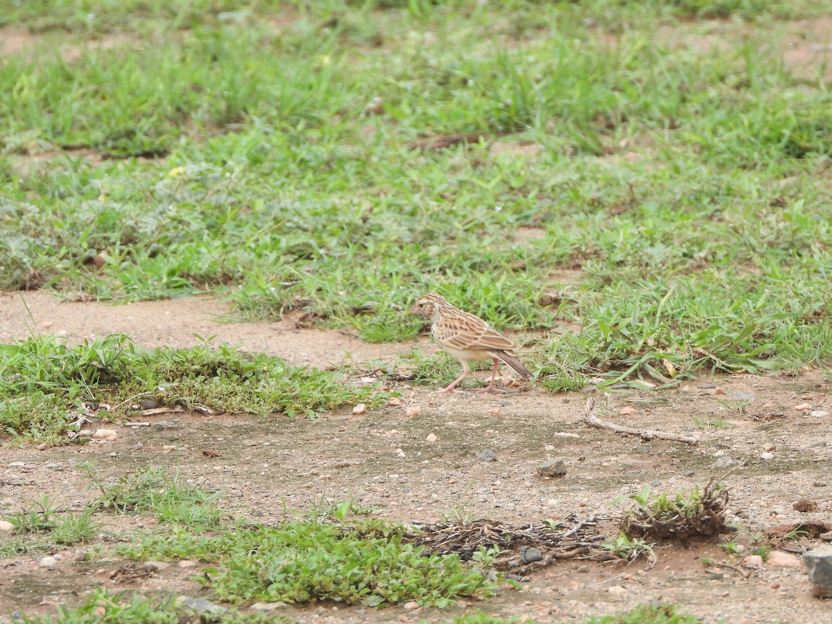 Indian Bushlark - ML622184871