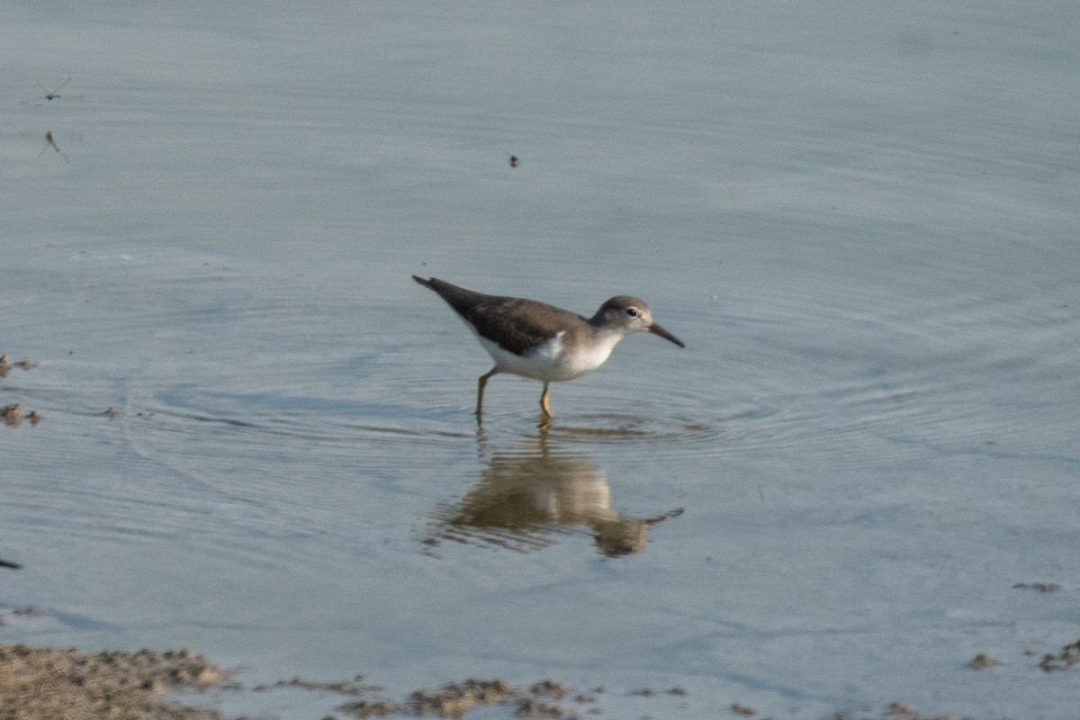 Spotted Sandpiper - ML622184872