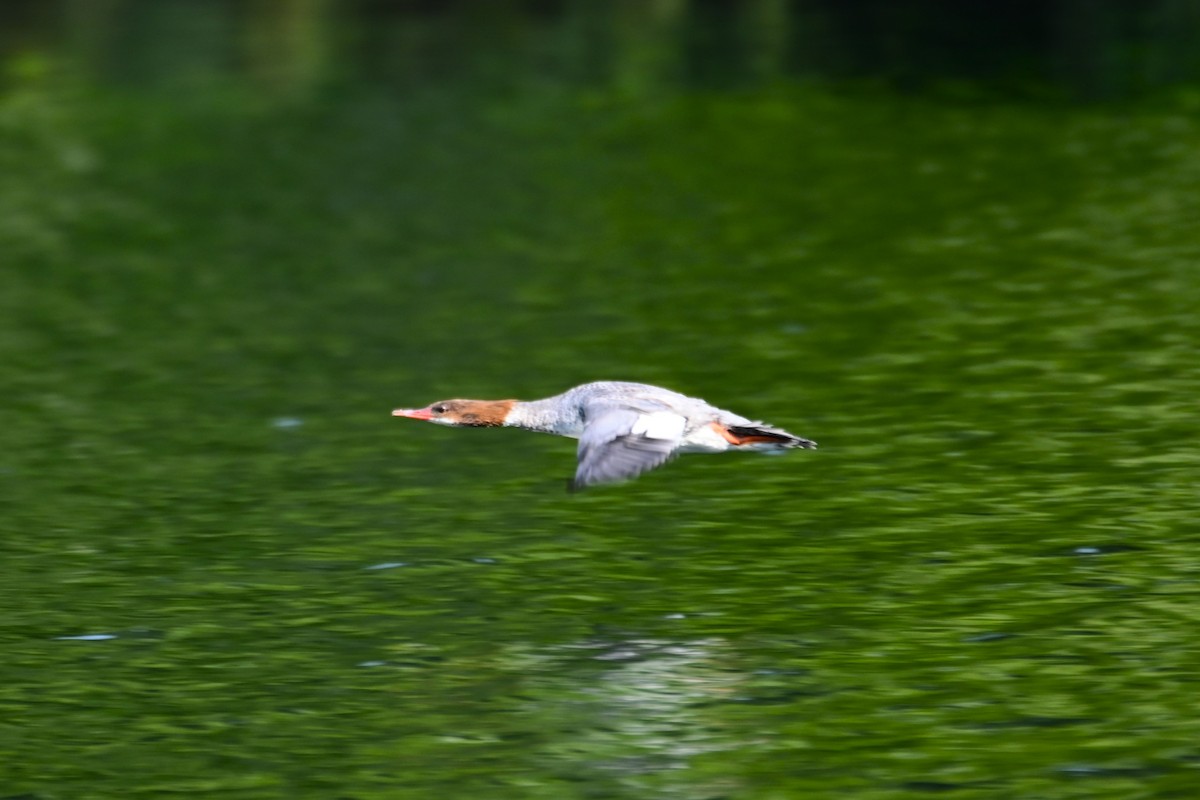 Common Merganser - Francois Cloutier