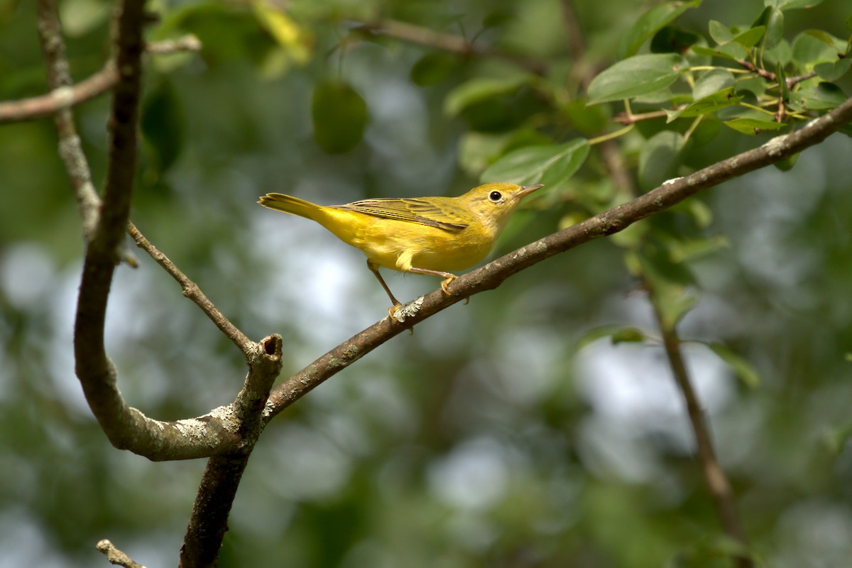 Yellow Warbler - ML622184874